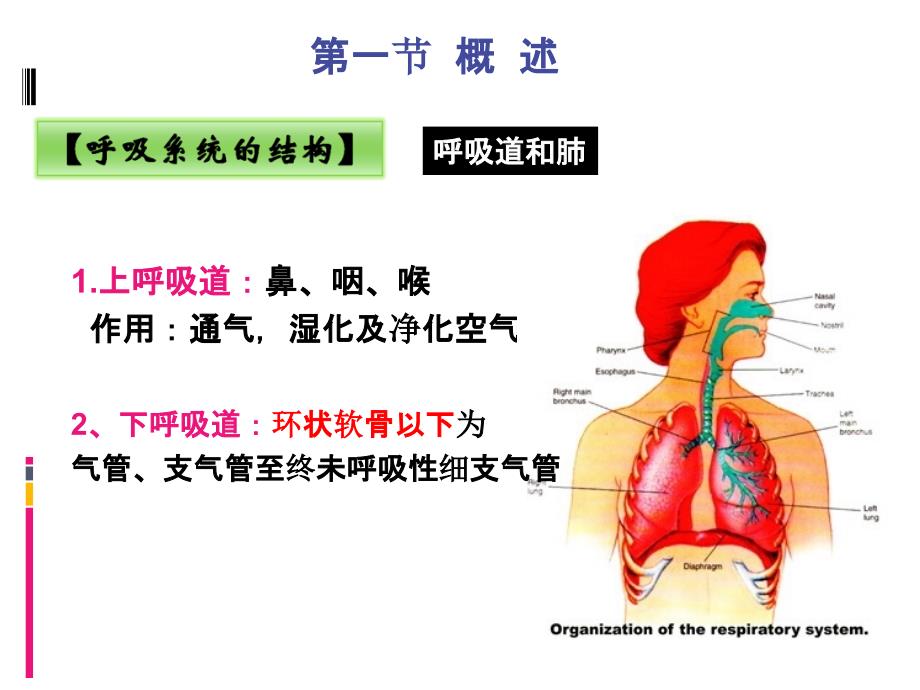 呼吸系统常见症状体征_第3页