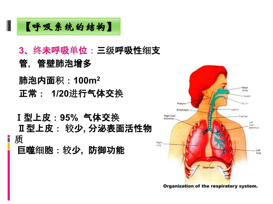 呼吸系统常见症状体征_第4页