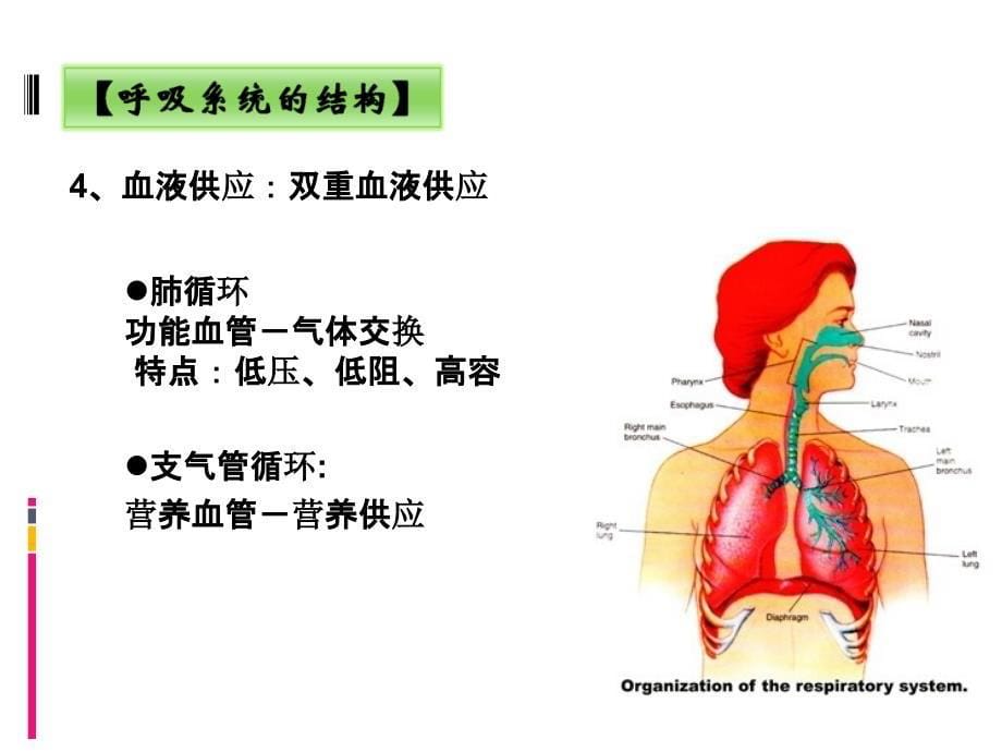 呼吸系统常见症状体征_第5页