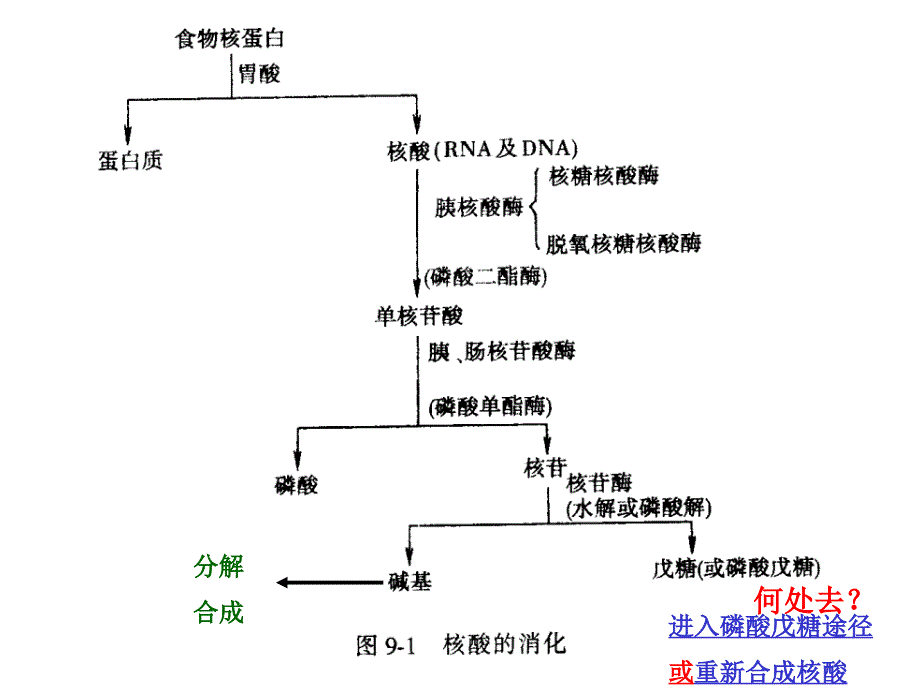 核酸的降解和核苷酸代谢4课件_第3页