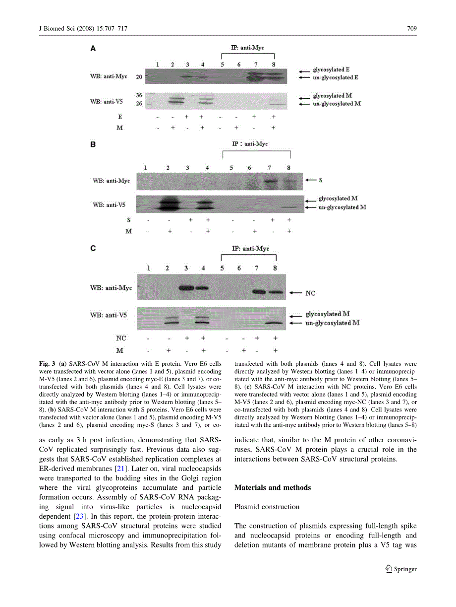 【病毒外文文献】2008 Interactions between M protein and other structural proteins of severe, acute respiratory syndrome-associated coron_第3页