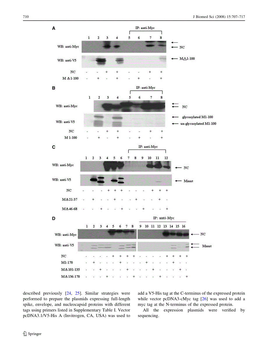 【病毒外文文献】2008 Interactions between M protein and other structural proteins of severe, acute respiratory syndrome-associated coron_第4页