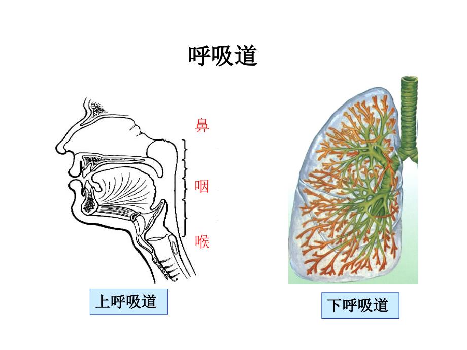 呼吸系统疾病病人常见症状体征的护理_第4页