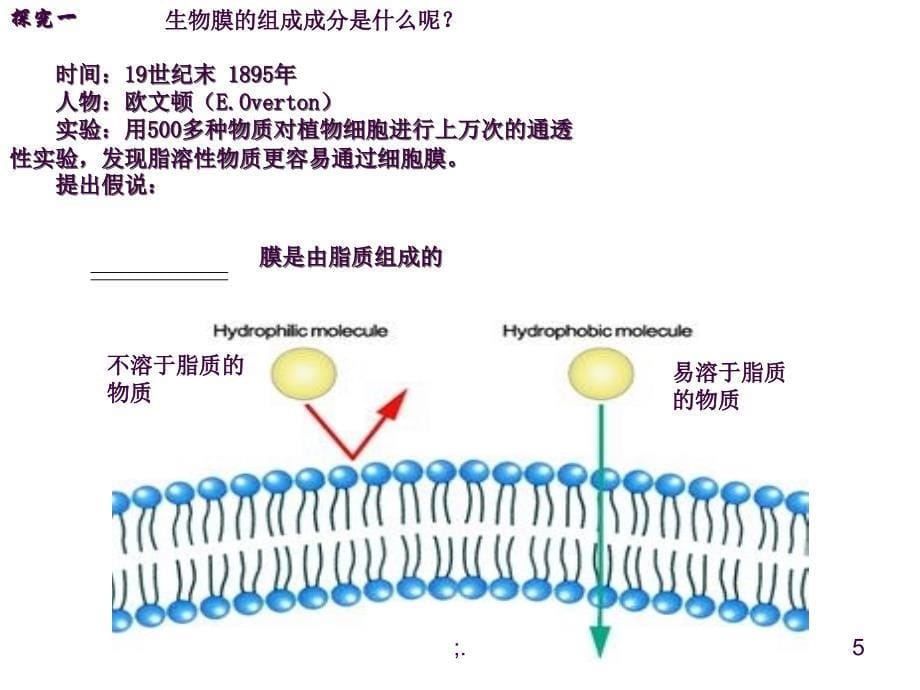 4.2生物膜的流动镶嵌模型ppt课件_第5页