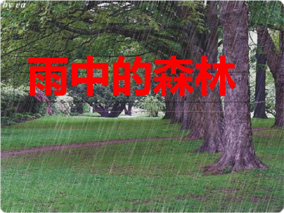 雨中的森林课件_第1页
