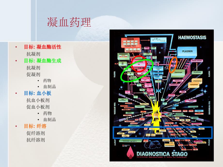 凝血药物知识ppt课件_第2页