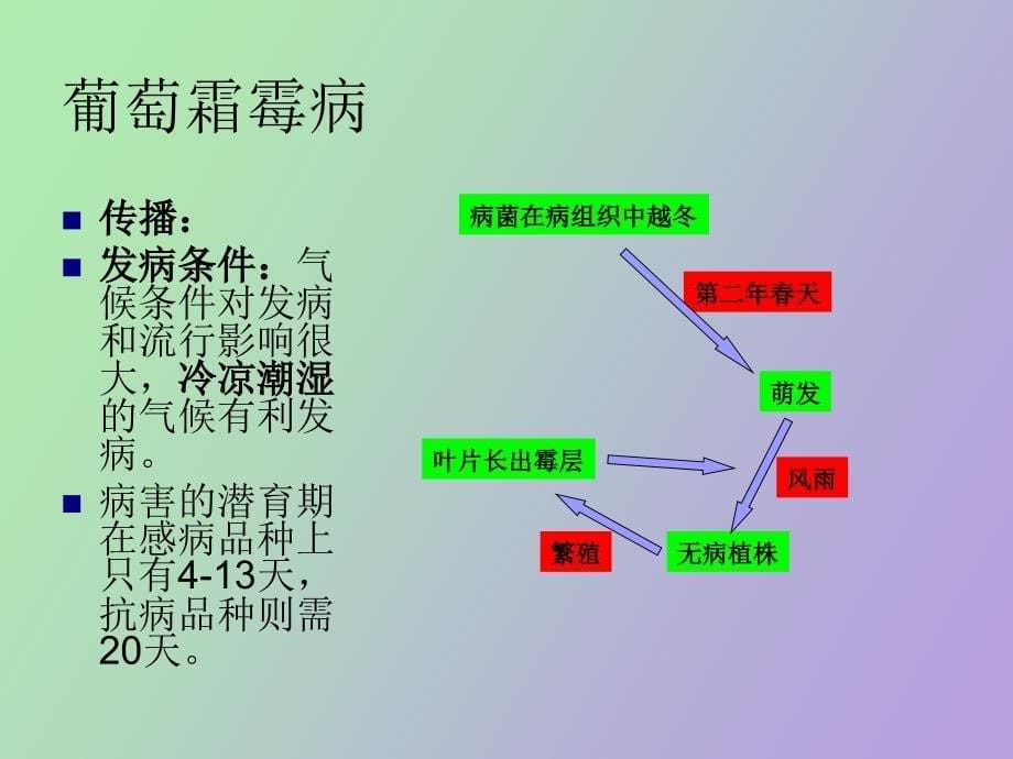 葡萄病虫害防治讲座_第5页