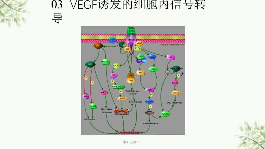 VEGF(血管内皮生长因子)信号通路课件_第5页