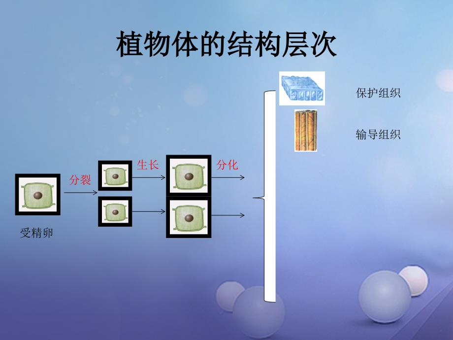 七年级生物上册2.2.3植物体的结构层次课件新版新人教版_第4页