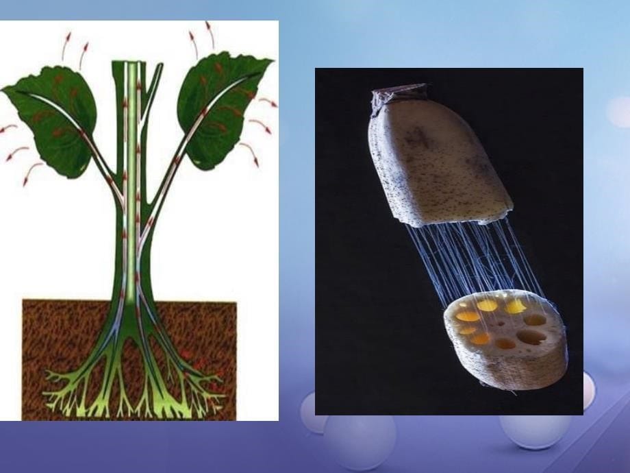 七年级生物上册2.2.3植物体的结构层次课件新版新人教版_第5页