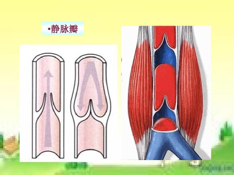 七年级下册生物血管_第5页