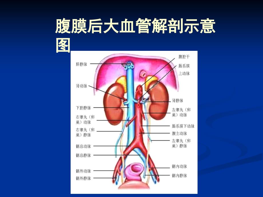 超声医学课件：腹膜后大血管_第2页