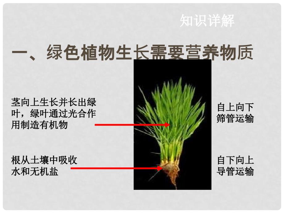 中考生物复习 第四单元 第二节 绿色植物的生活需要水和无机盐课件_第3页