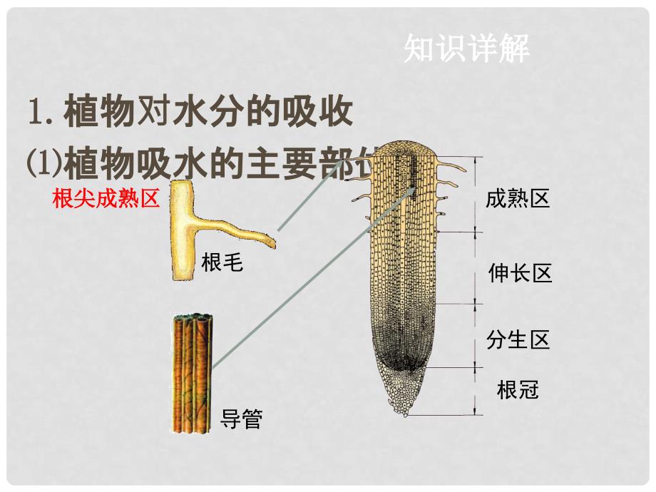 中考生物复习 第四单元 第二节 绿色植物的生活需要水和无机盐课件_第4页