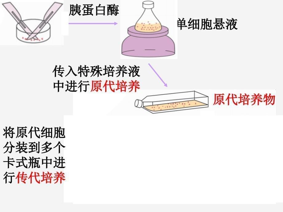 23动物克隆_第5页