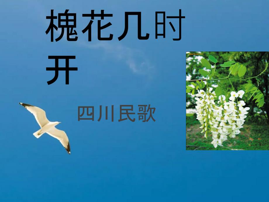 七年级音乐上册第五单元槐花几时开1湘艺版ppt课件_第1页