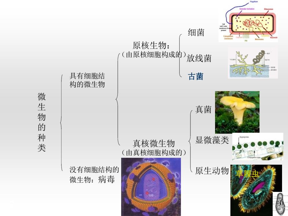 第二章原核微生物_第2页