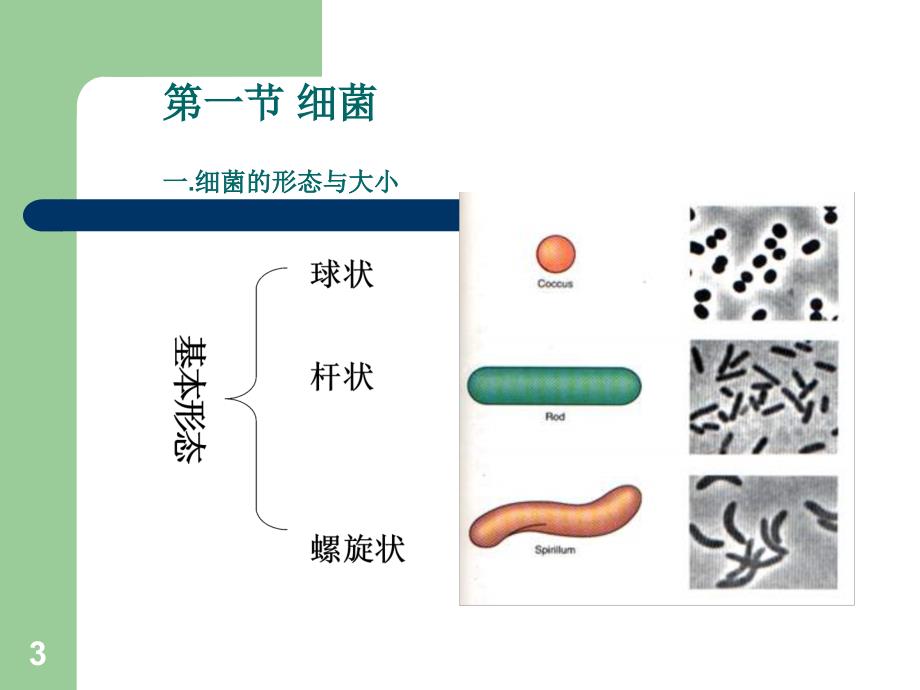 第二章原核微生物_第3页