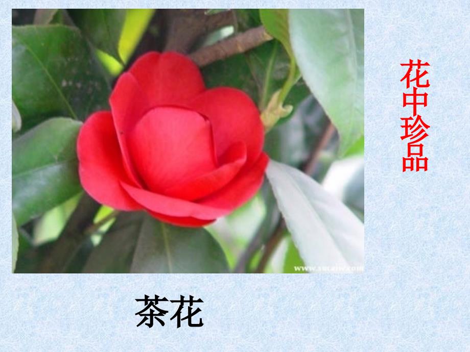 花瓣雄蕊雌蕊_第3页