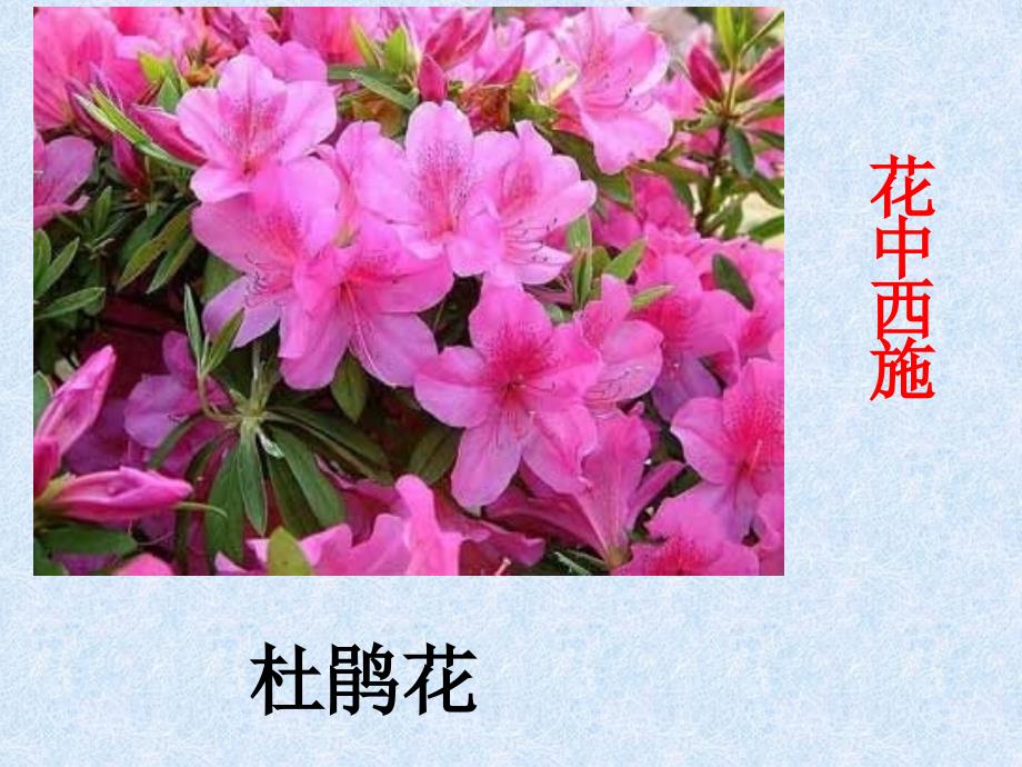 花瓣雄蕊雌蕊_第4页