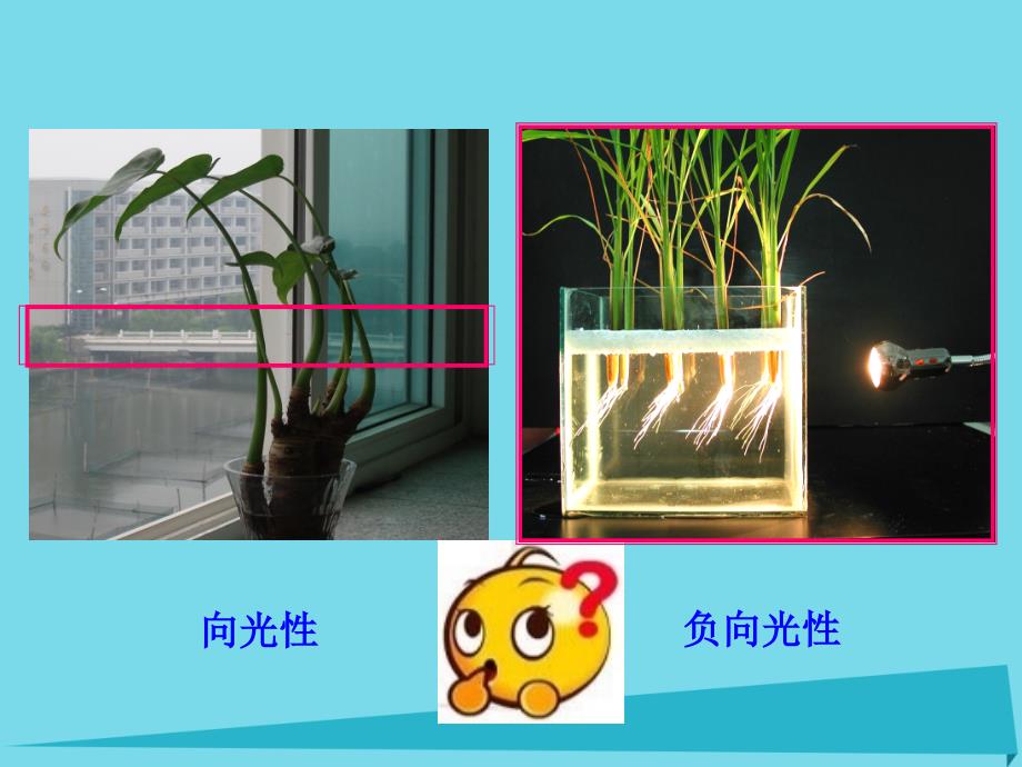 吉林省伊通满族自治县高中生物第三章植物的激素调节3.2生长素的生理作用课件新人教版必修_第2页