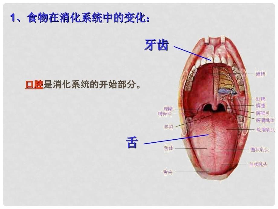 广东省汕尾市七年级生物下册 4.2.2 消化和吸收课件 （新版）新人教版_第5页