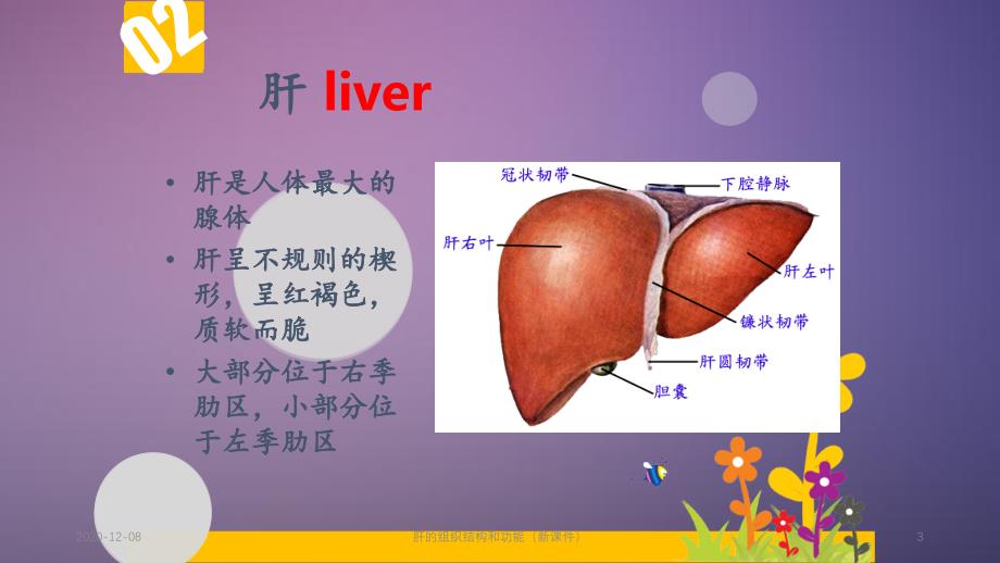 肝的组织结构和功能_第3页