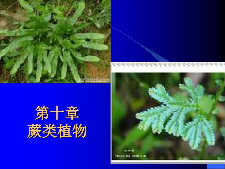 蕨类植物_第1页