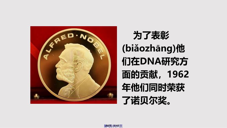 DNA分子的结构二改实用教案_第4页