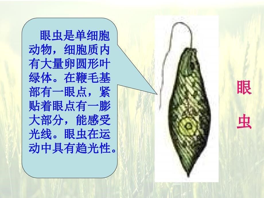 只有一个细胞的生物体_第5页