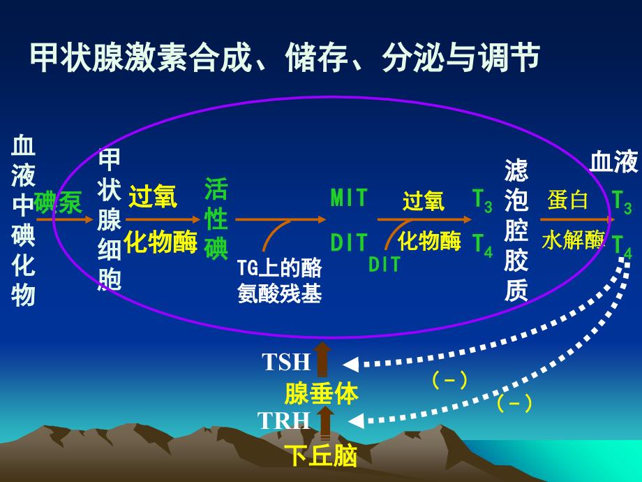 药理学课件第二十六章第二节甲状腺_第4页