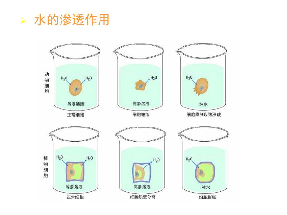 物质的跨莫运输到胞间连丝_第3页