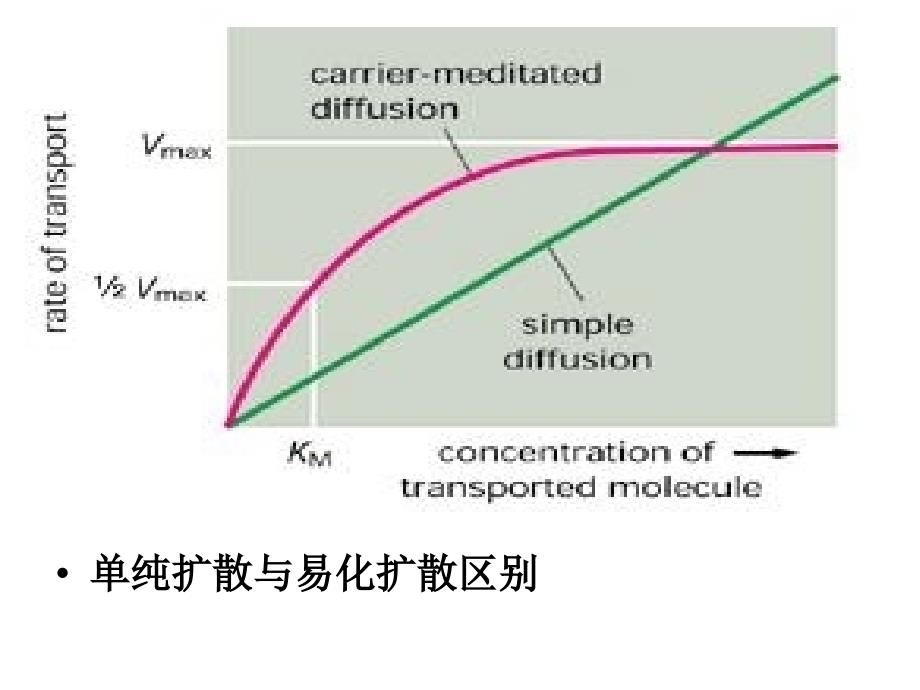 物质的跨莫运输到胞间连丝_第4页