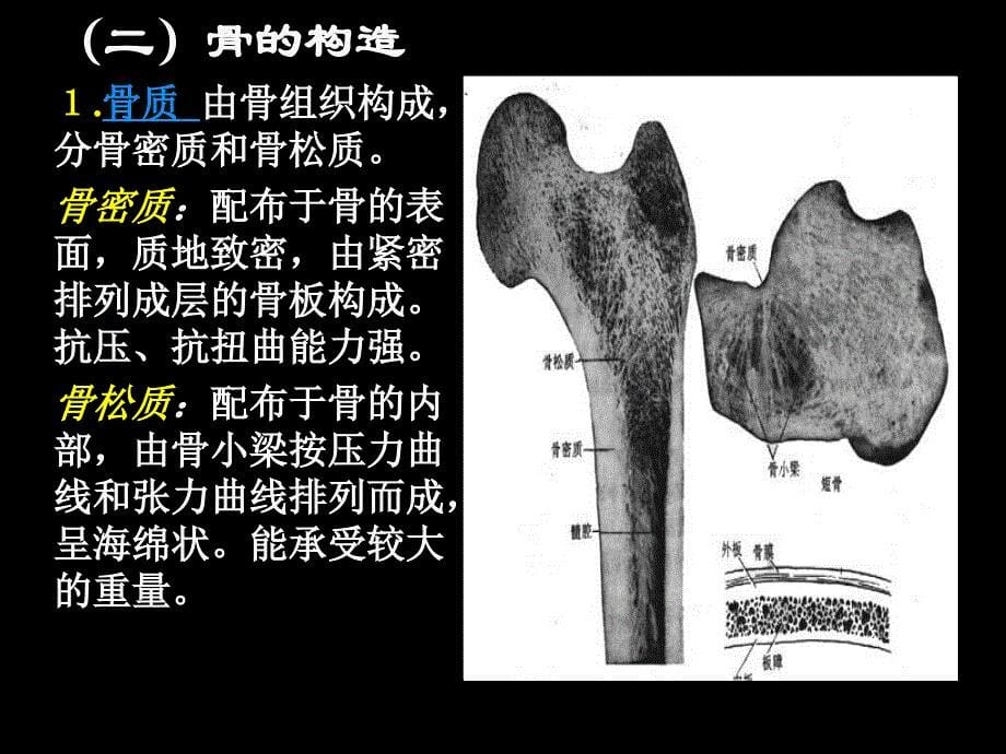 03现代基础医学概论第三章_第5页