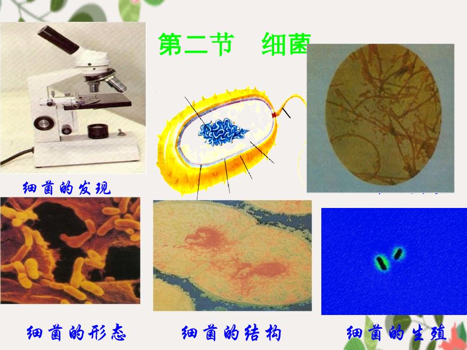 第六单元第一章第二节细菌课件2_第1页