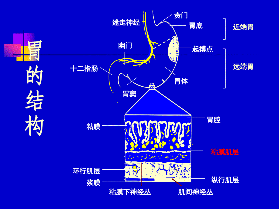 消化性溃疡课件(新).ppt_第3页