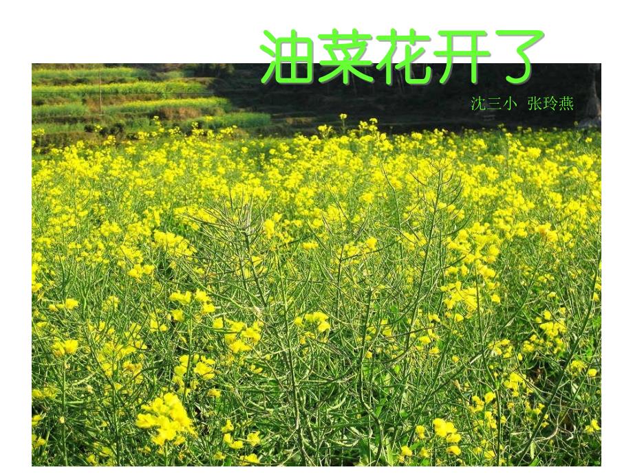 教科版小学科学四年级下册《油菜花开了》课件_第1页