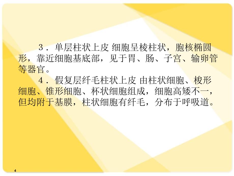 解剖学课件基本组织_第4页