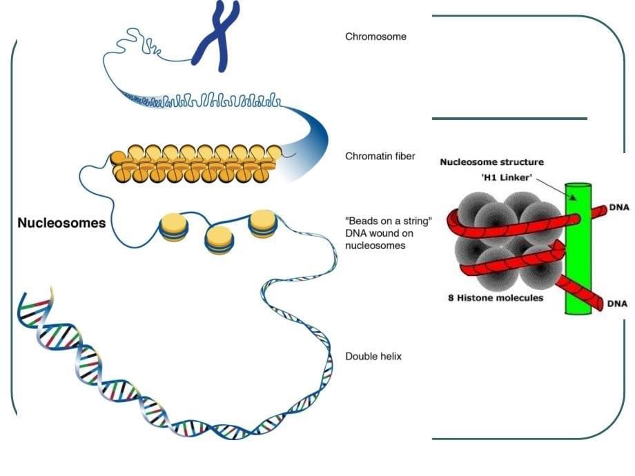 生物化学：动物基因组DNA、总RNA的提取及含量测定_第5页