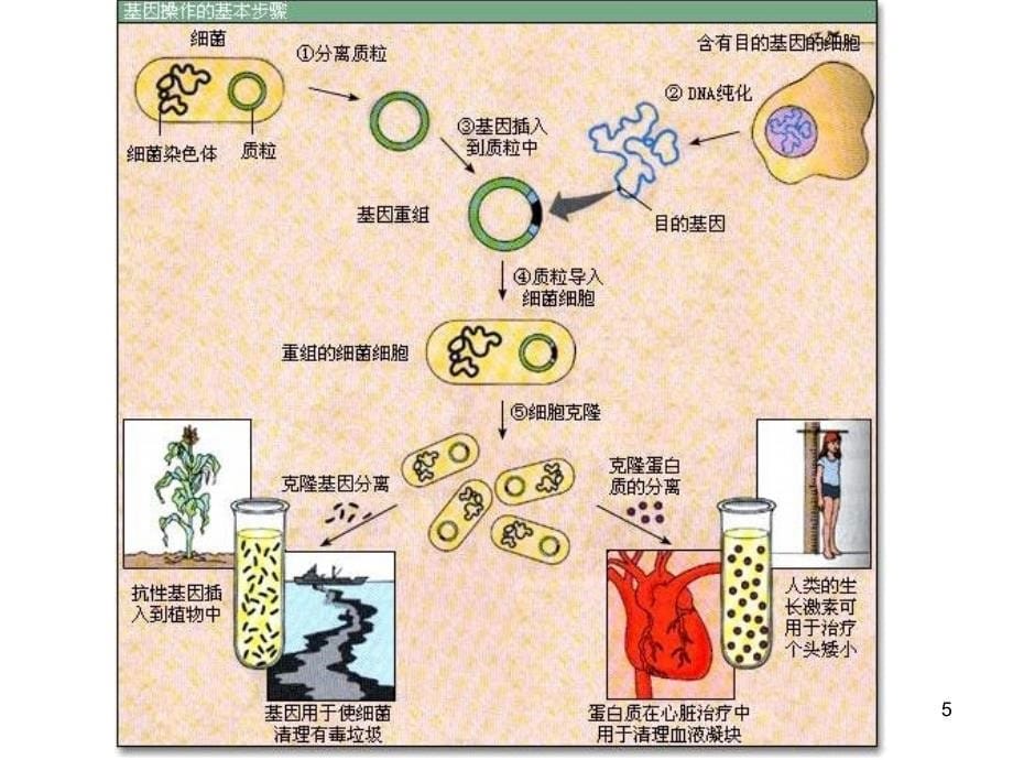 分子生物学第四章_第5页