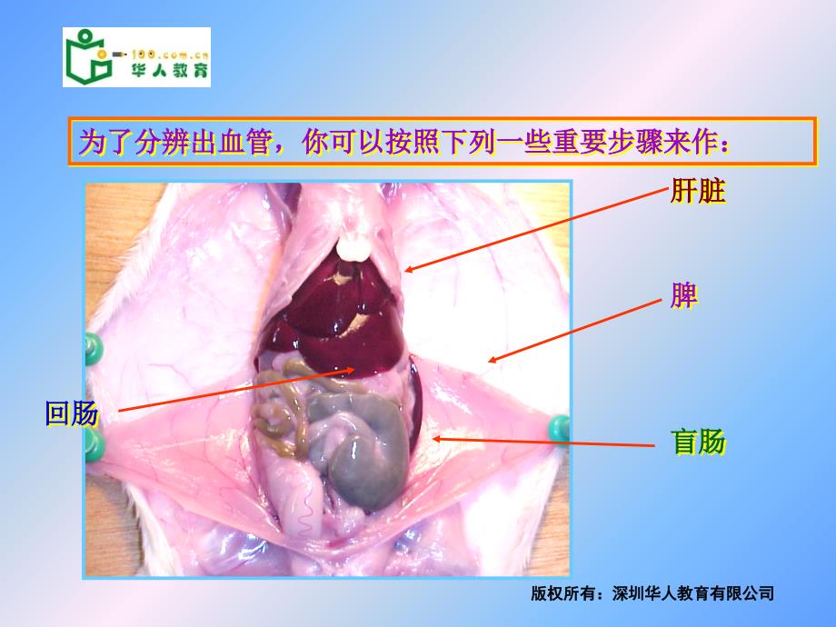 小鼠消化系统的解剖.ppt_第1页