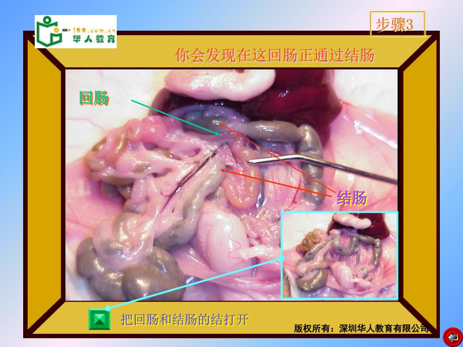 小鼠消化系统的解剖.ppt_第4页