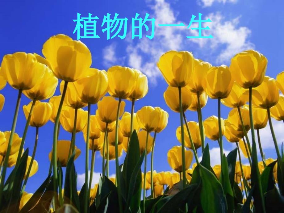 种子的结构ppt课件_第1页