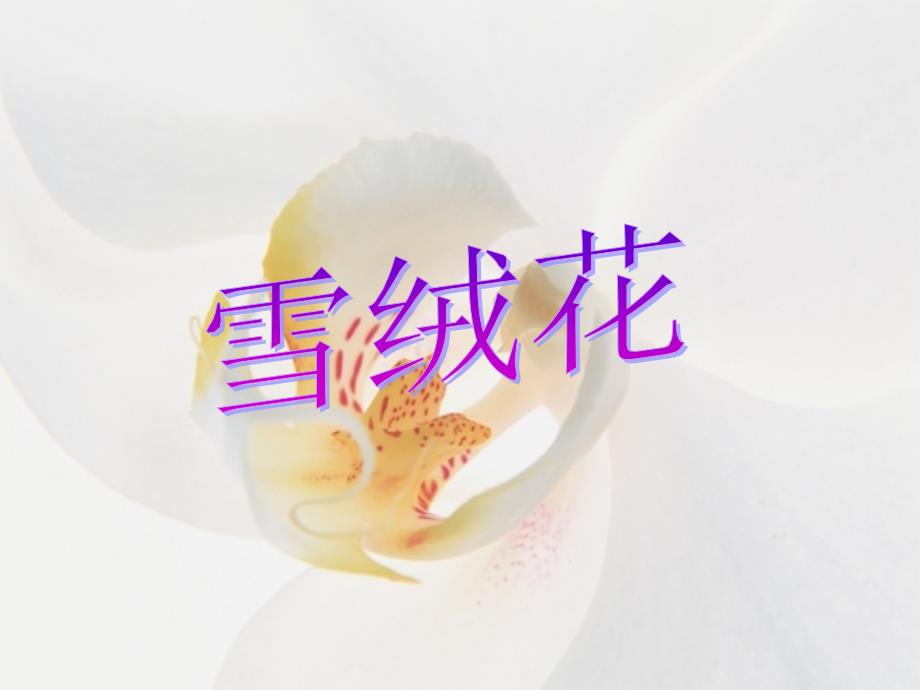 《雪绒花》PPT课件（人教新课标四年级音乐下册课件）_第1页