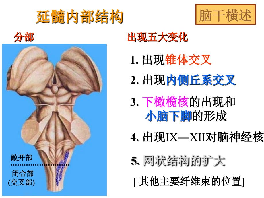 脑干重点断面_第1页