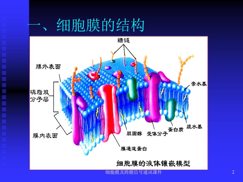 细胞膜及跨膜信通讯课件_第2页