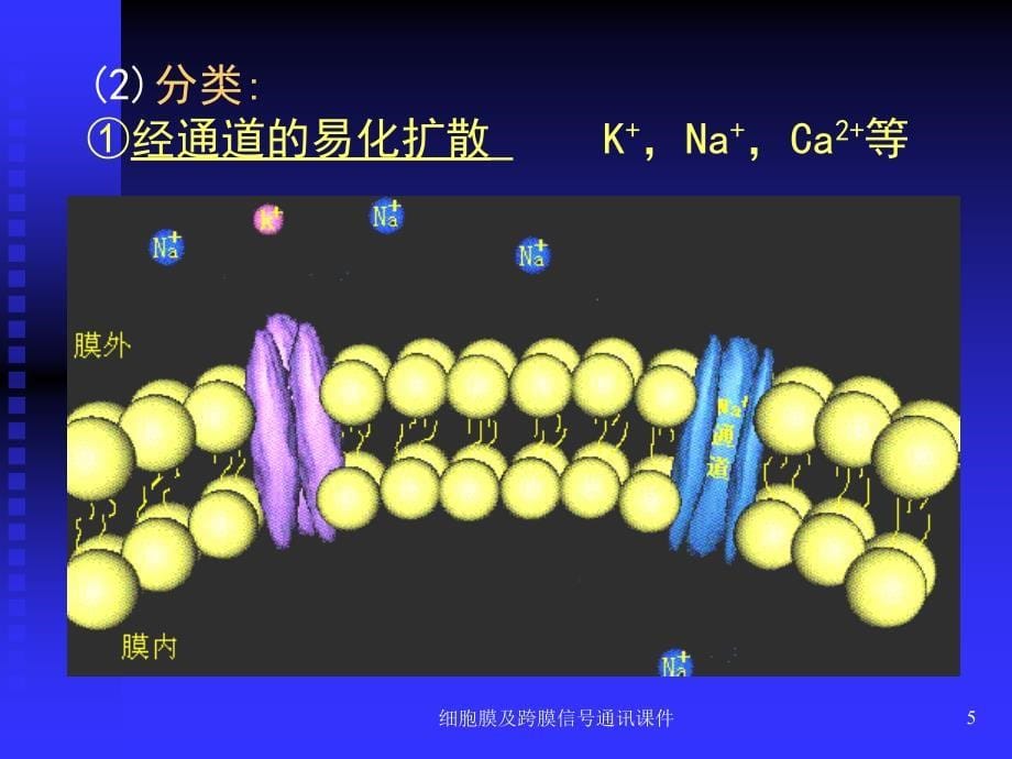 细胞膜及跨膜信通讯课件_第5页