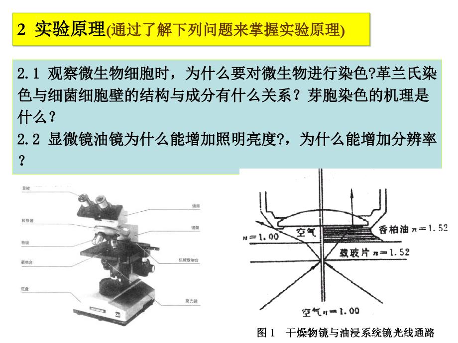 实验三 细菌的染色及形态观察_第2页