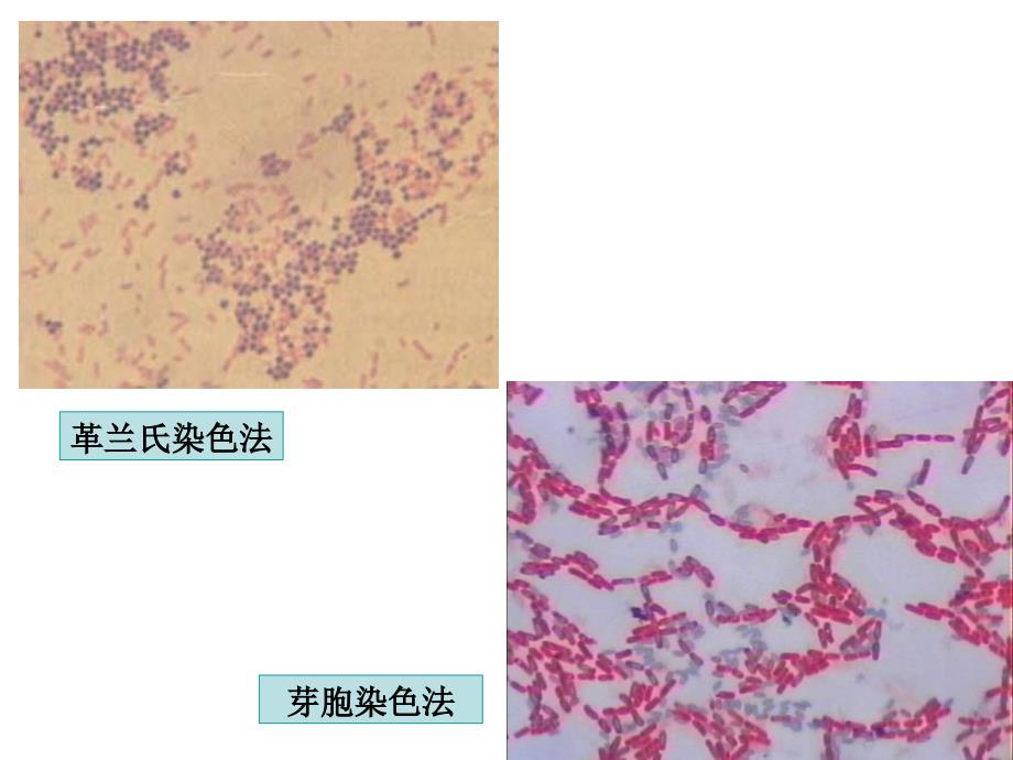 实验三 细菌的染色及形态观察_第3页