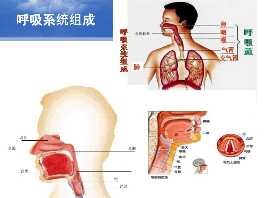 常见疾病预防之急性上呼吸道感染感冒_第3页